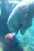 bears-like-man-007.gif