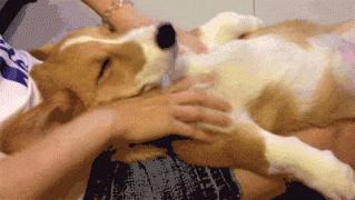 1408819353_289616_742519.jpg.gif
