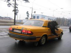 bears-like-man-027.jpg