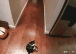 1408782841_289544_741801.jpg.gif