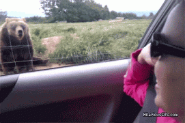 bears-like-man-001.gif