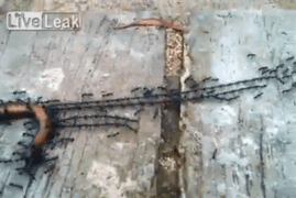 1409375402_1409303180-538132c0334991ad5b525dc422dacfb2.gif