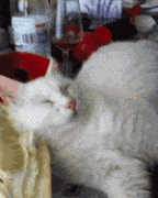 289090_738754.jpg.gif