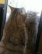 gif-17082014-004.gif