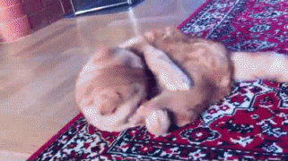 1408819337_1406124708_gifs_11.gif