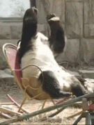 bears-like-man-012.gif