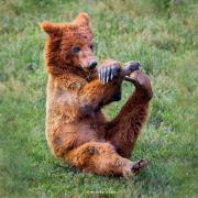bears-like-man-018.jpg