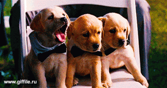 1409357807_115972297_giffileru_gif_animals___131__thumb_500.gif