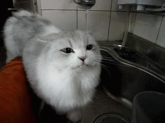 gif-17082014-009.gif