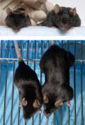 Muscle_Mouse_01.jpg