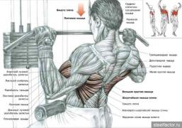 back_muscles3.jpg