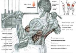 back_muscles3.jpg