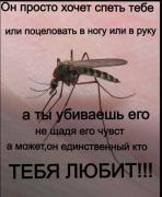 комар.jpg