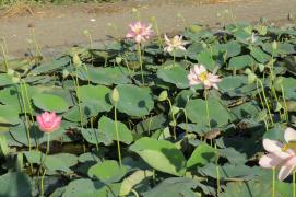 IMG_7665.JPG