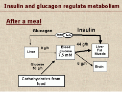 meal.gif