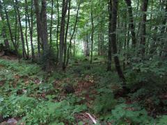IMG_3714.JPG