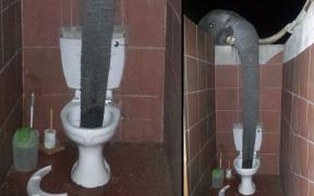 elephant-toilet-po_3400586k.jpg