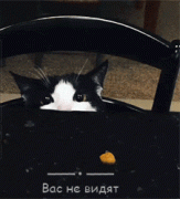 tes_cat.gif