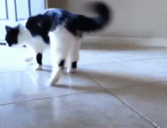 https__vk_com_gif_fak (3).gif