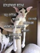 кот грустит2.jpg