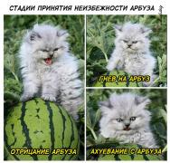 котенок и арбуз.jpg