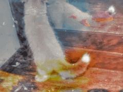 8BB49073-11A8-4F52-9AEF-114F5981F4BB.gif