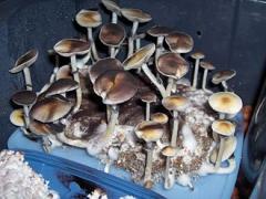 330px-Psilocybe_cubensis-indoor.jpg
