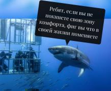 1686064589_polinka-top-p-zona-komforta-akula-kartinka-pinterest-3.jpg