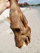 1189325349_fish_thu.jpg