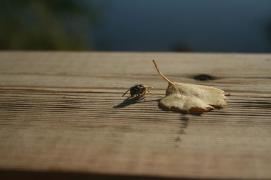 IMG_3426.JPG