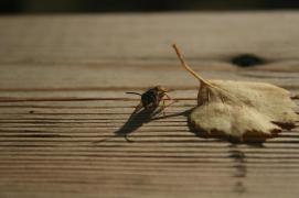 IMG_3427.JPG