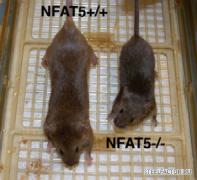 NFAT5_крысы.jpg