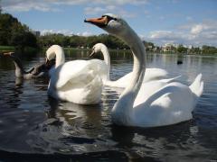 DSC04767.JPG