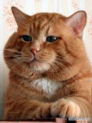 кошара.jpg