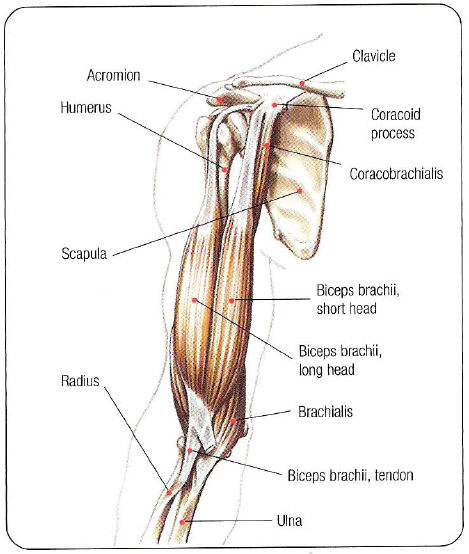 Двуглавая мышца плеча точки крепления
