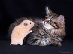 rat.jpg
