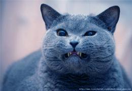 синий кот.jpg