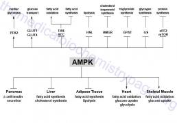 ampkeffects (1).jpg