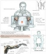 Biceps_pupitre_if8eux_01.jpg