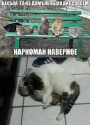 catsmob_daily_picdump_04395_043.jpg