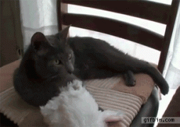 1410662060_37ec933946ac68867b6b73051bb.gif