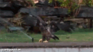 1411274414_6-1.gif