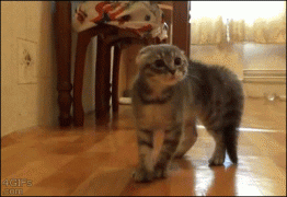 1410707140_f8d1c55b6553d71e1208eb6c1def1327.gif