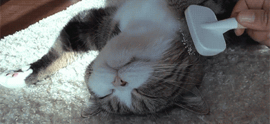 1410706945_3124d2e3f427cc6ca299396774c3be2a.gif