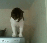 1410086086_8a955c43bbf4367e47a1cb822e9.gif