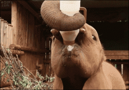 1411875483_26092014-gifki-gifki-smeshnye-gifki.gif