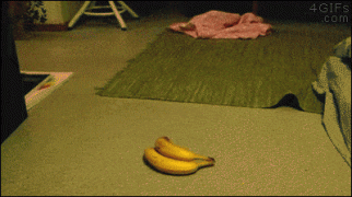 1410404636_b2b054d281787acb1e19006ef79e3d79.gif