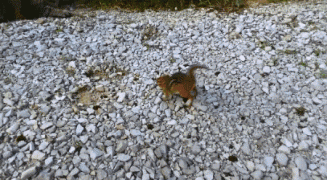 1410707104_afbda06bf4e38ddf3cd51732d9d4a971.gif