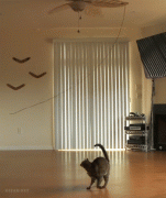 1410119407_03169ecc4155a929c2079ec6b23.gif