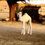 1410707104_e06b08cb1b21fff21b3f7815daaefae0.gif